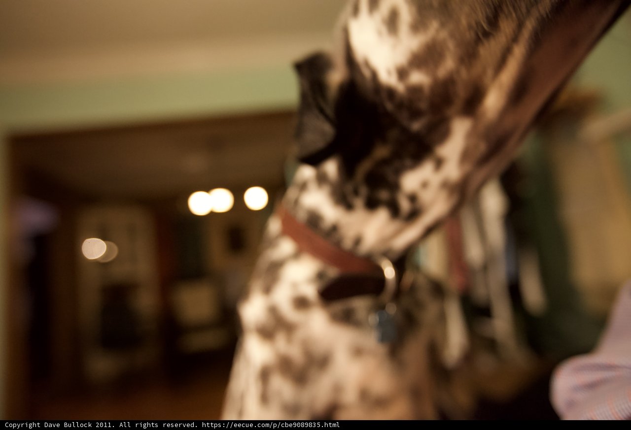 Furry Friend in Motion