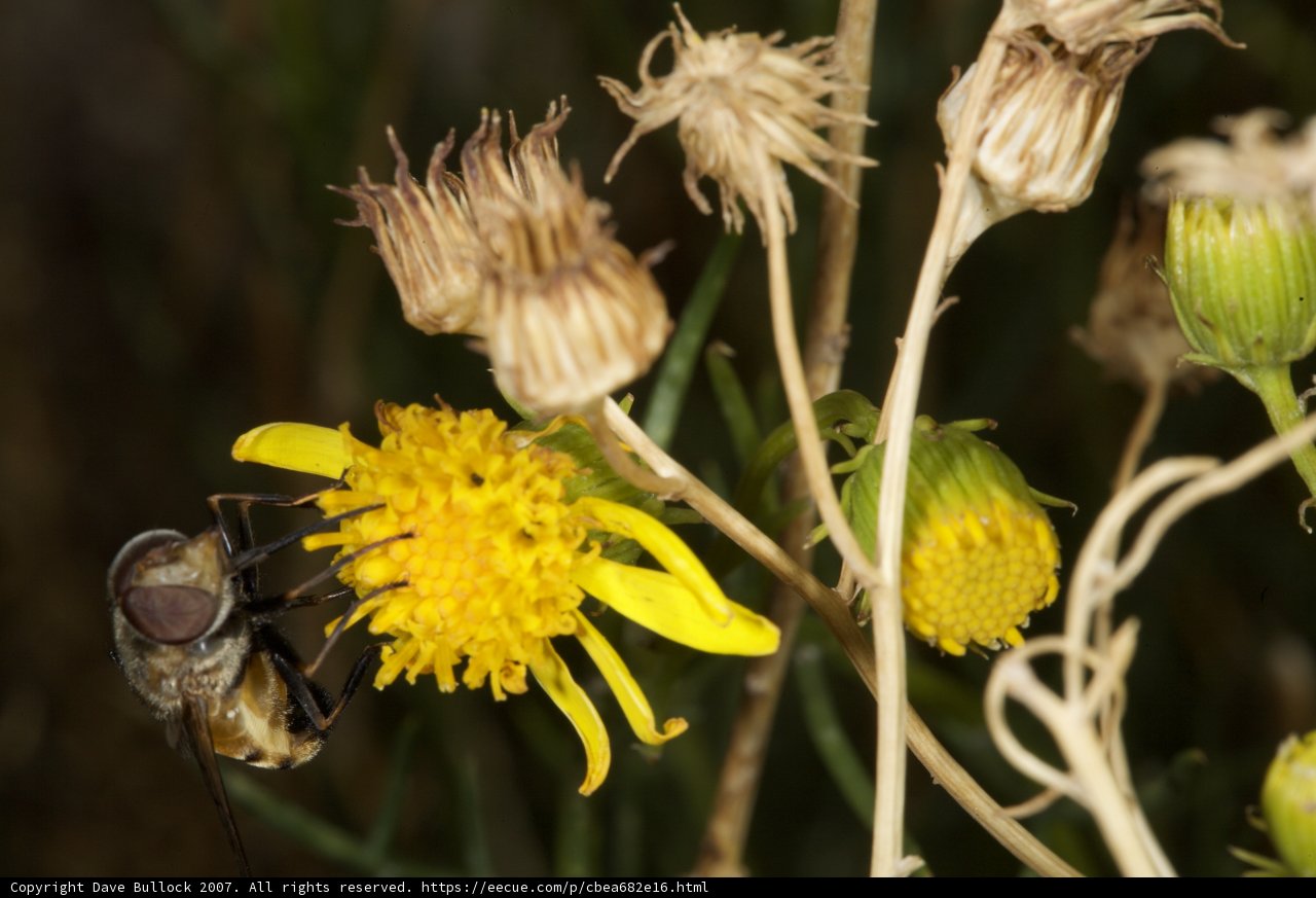 A Bee's Appetite