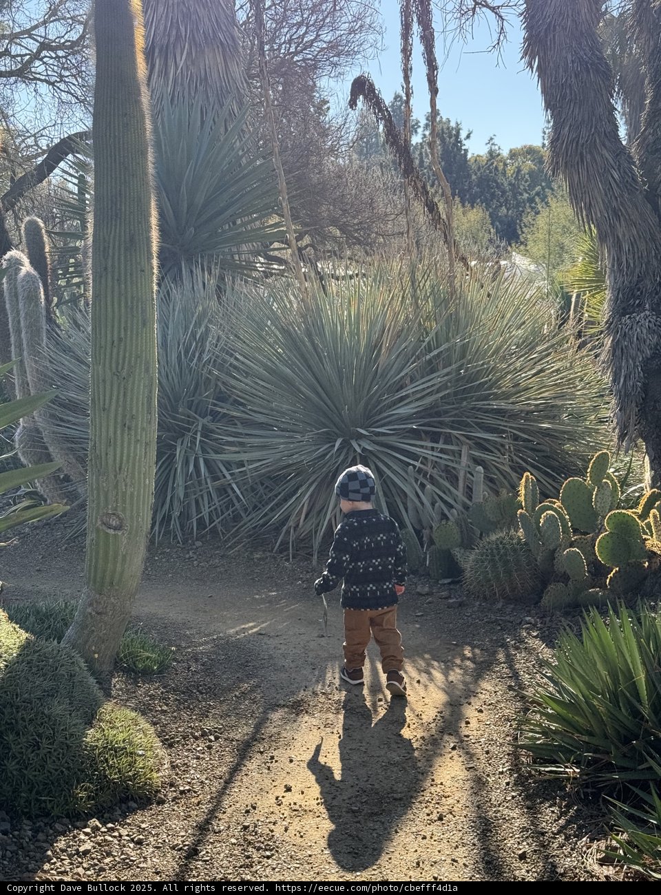 Wander Through the Cacti