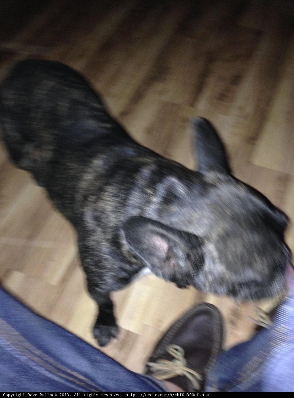 Fashionable Frenchie on Hardwood