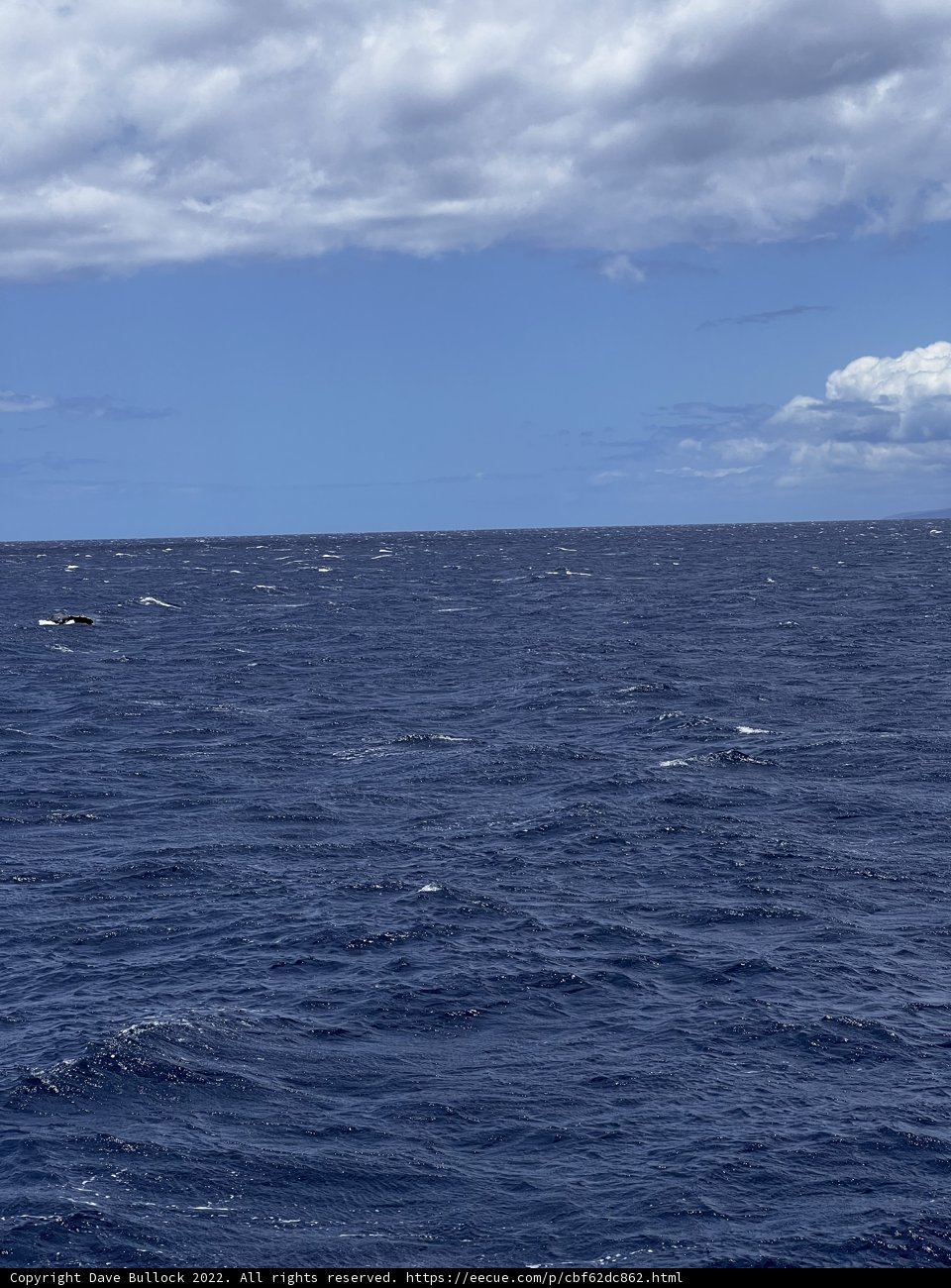 Majestic Whale in the Pacific Ocean