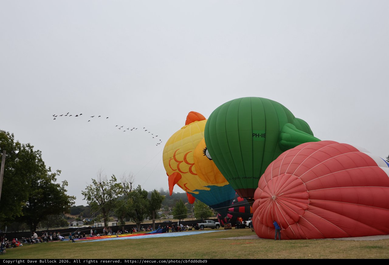 Giant Bird Balloons Inflate at Sonoma County Classic