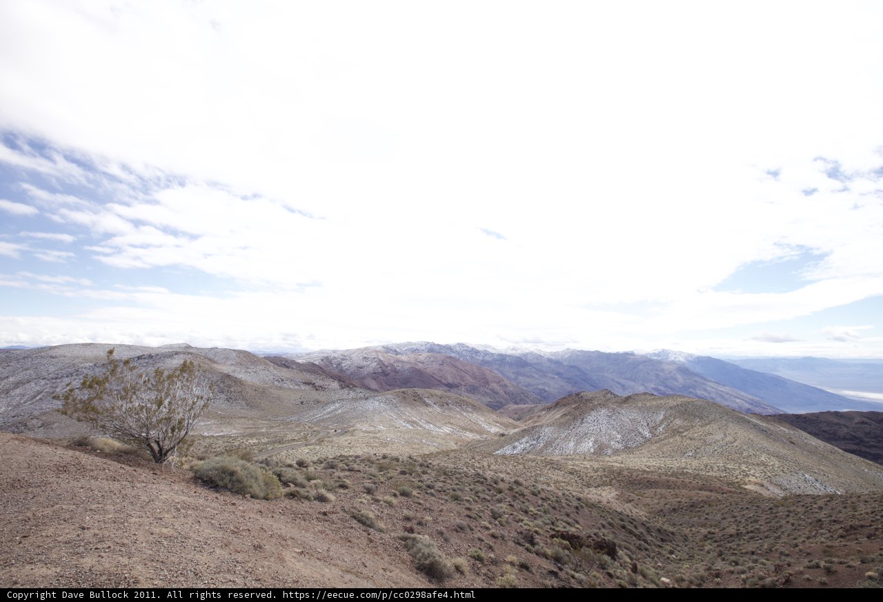 Lone Tree in the Desert Plateau