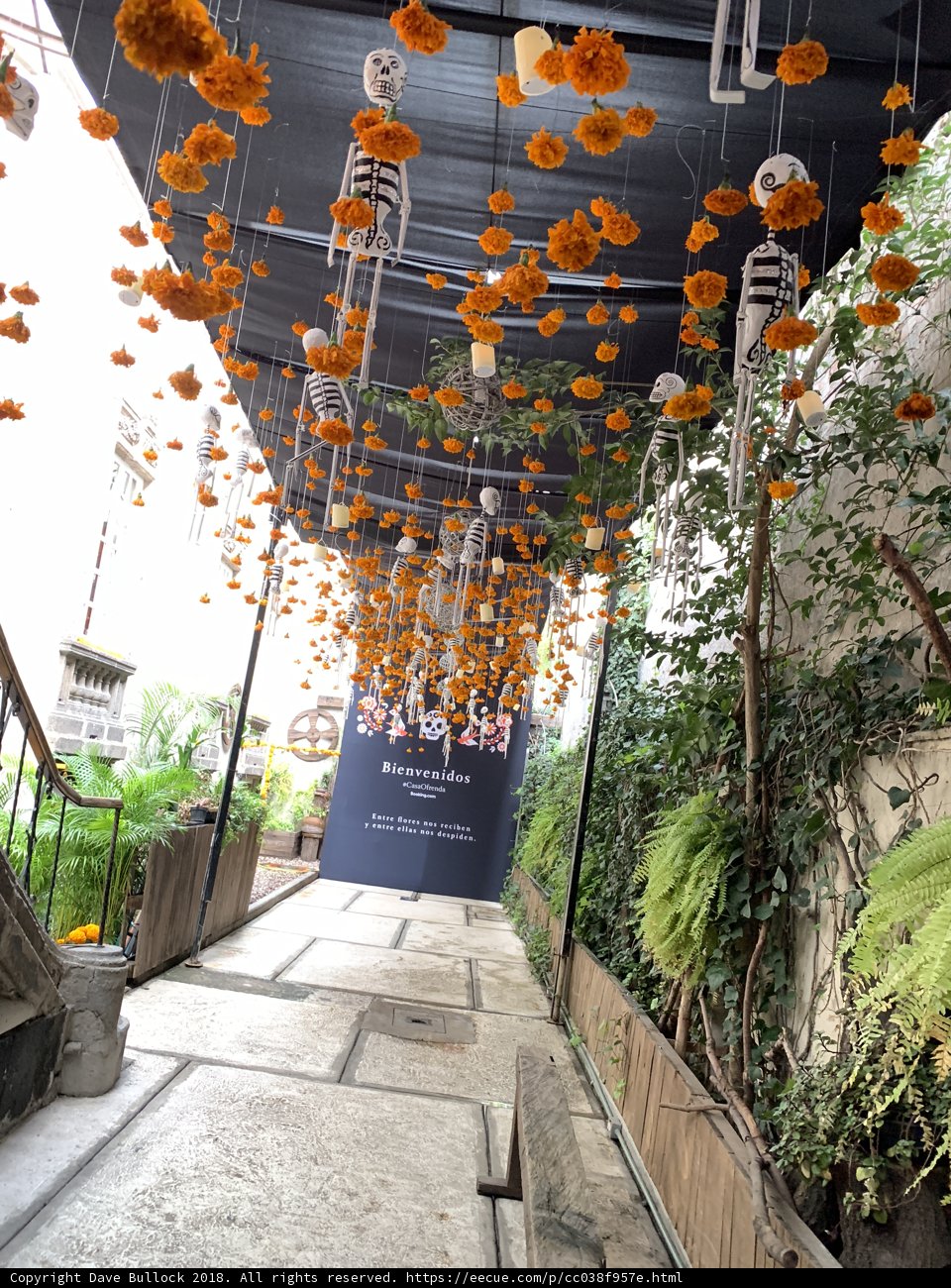 Orange Flowers Hanging in a Walkway