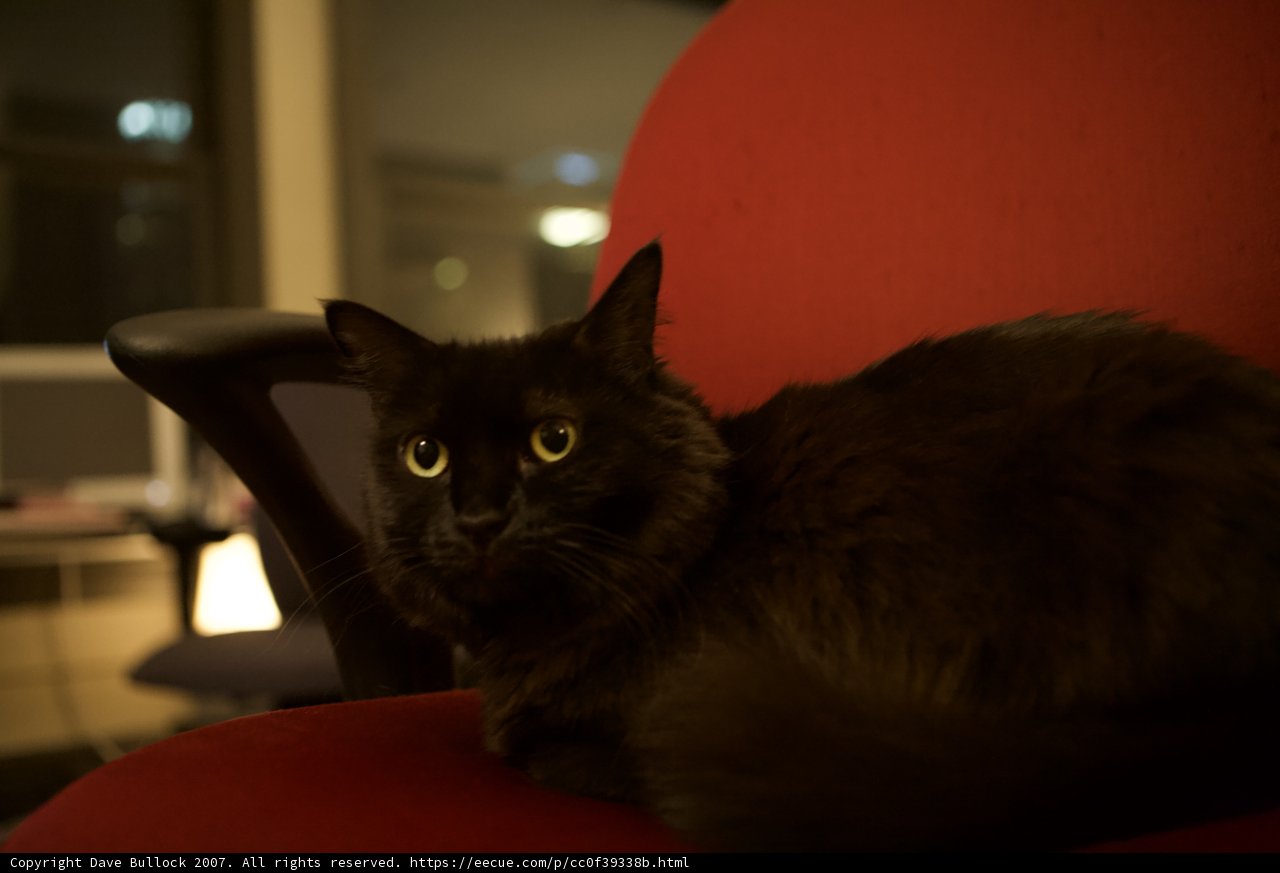 Nighttime Companion