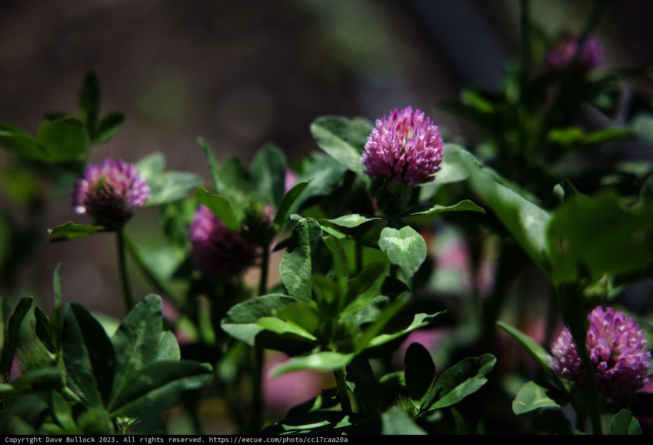 Blooming Pink Beauties
