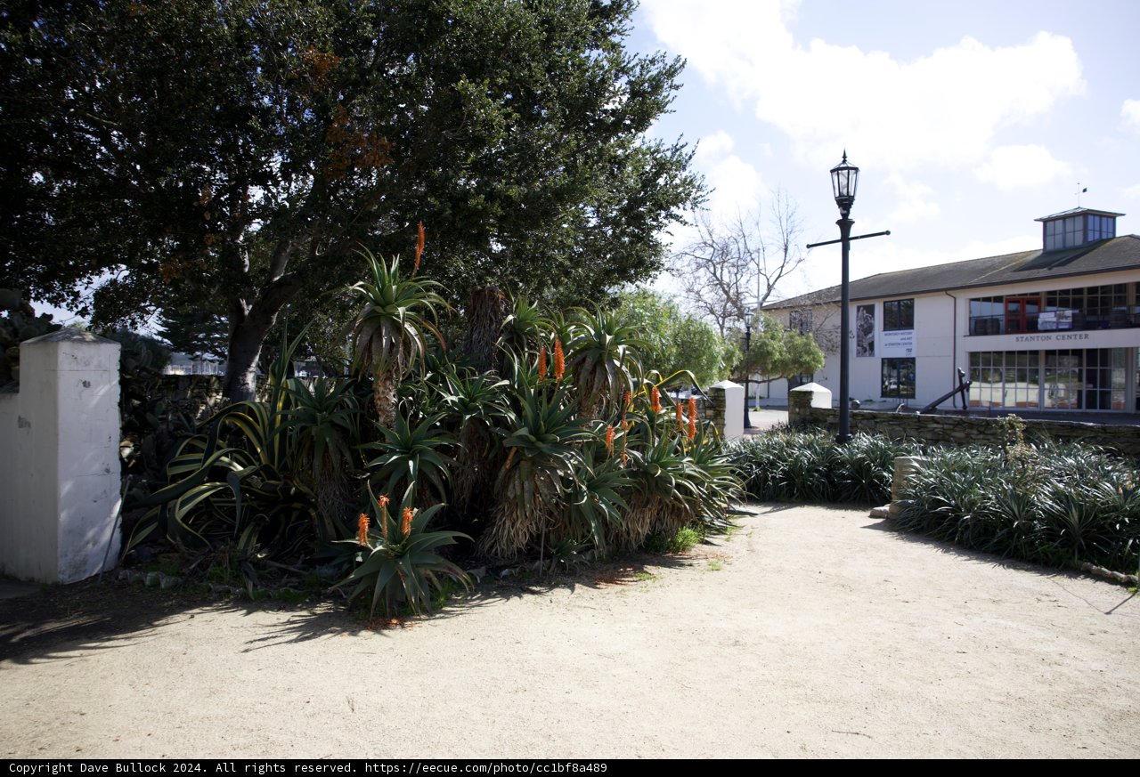 The Majestic Monterey Tree