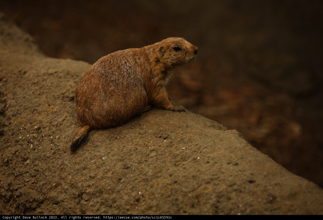 The Charming Resident of San Francisco Zoo