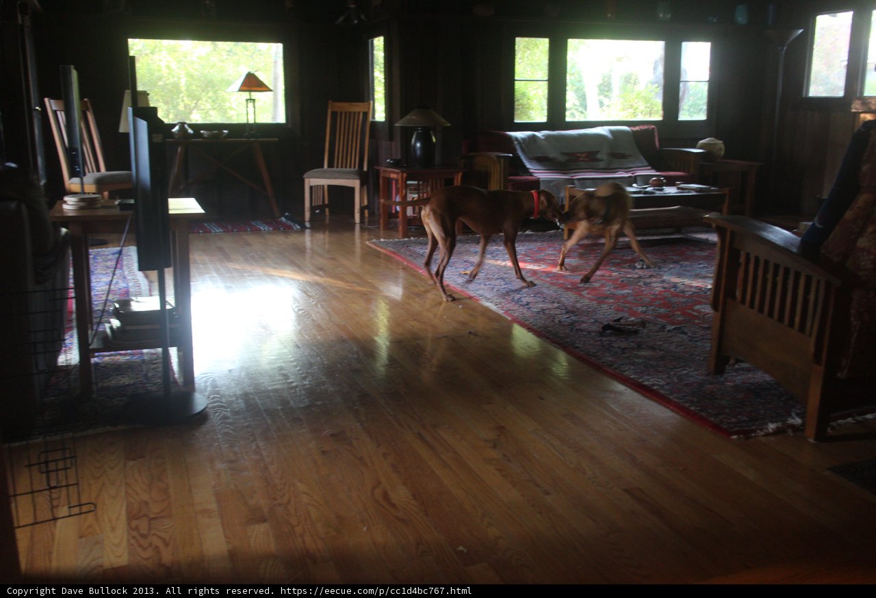 Rustic living room with hardwood floor and canine companions