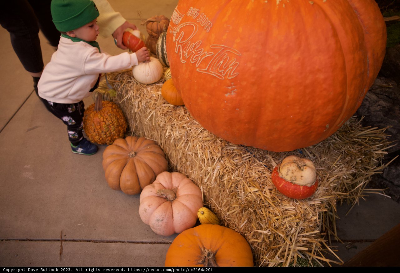 Pumpkin Playtime in Big Sur