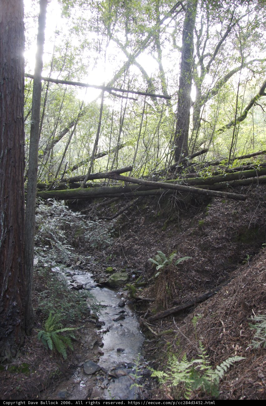 Serene Stream in the Heart of a Lush Forest