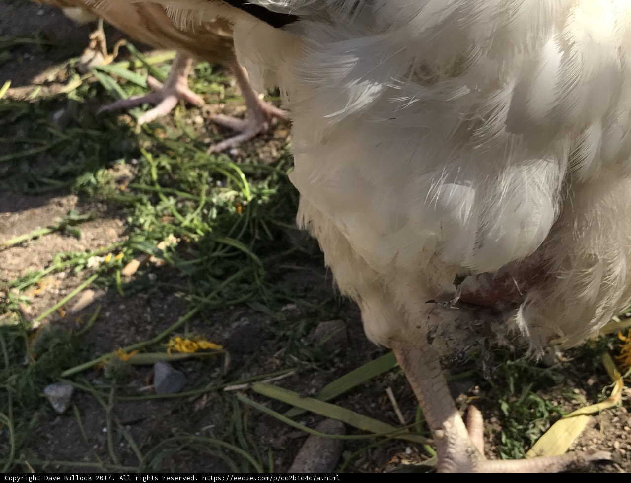 Upside-Down Chicken