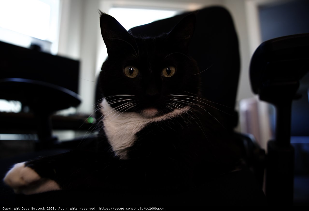 Monochrome Whiskers
