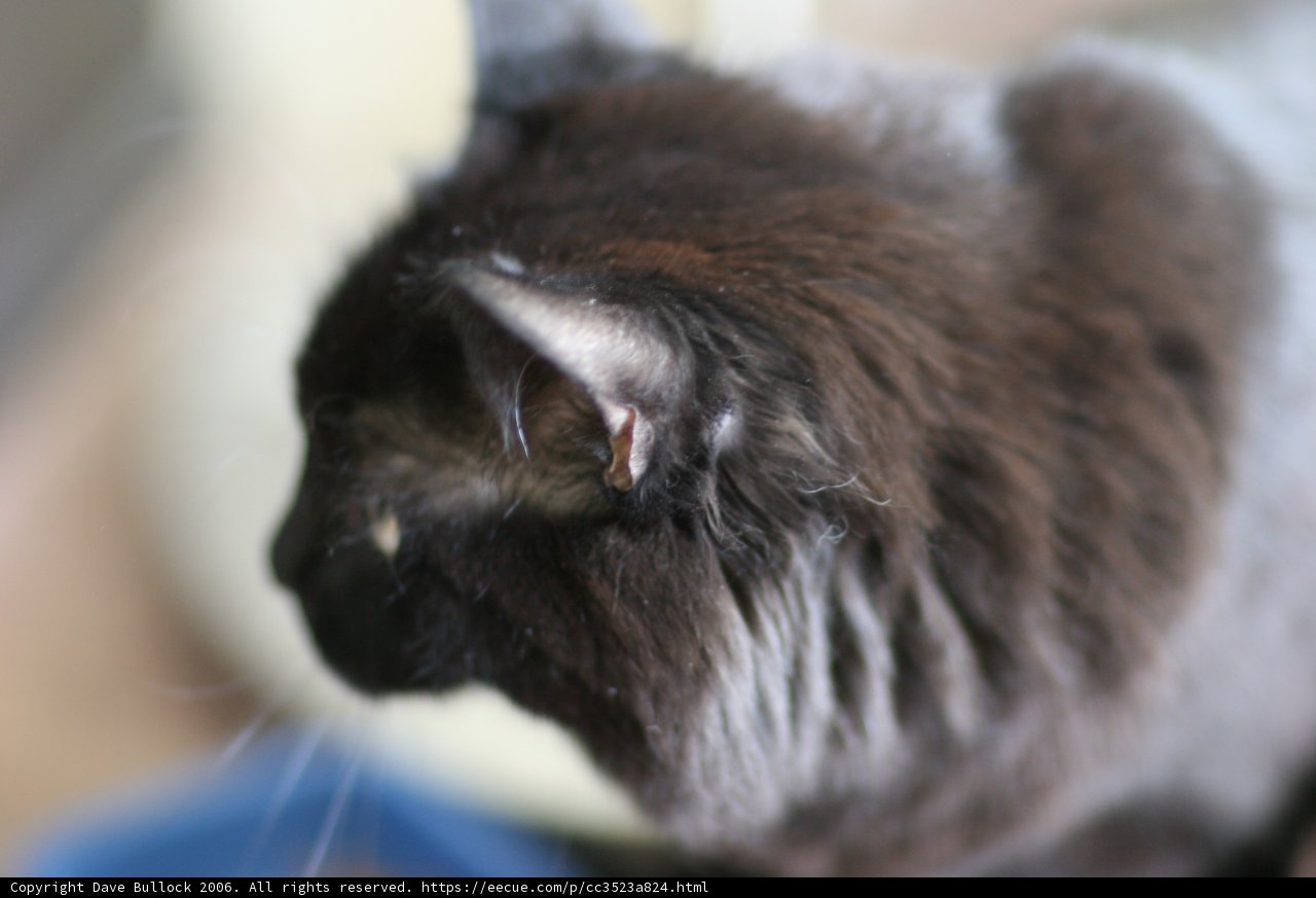 White-Faced Black Cat