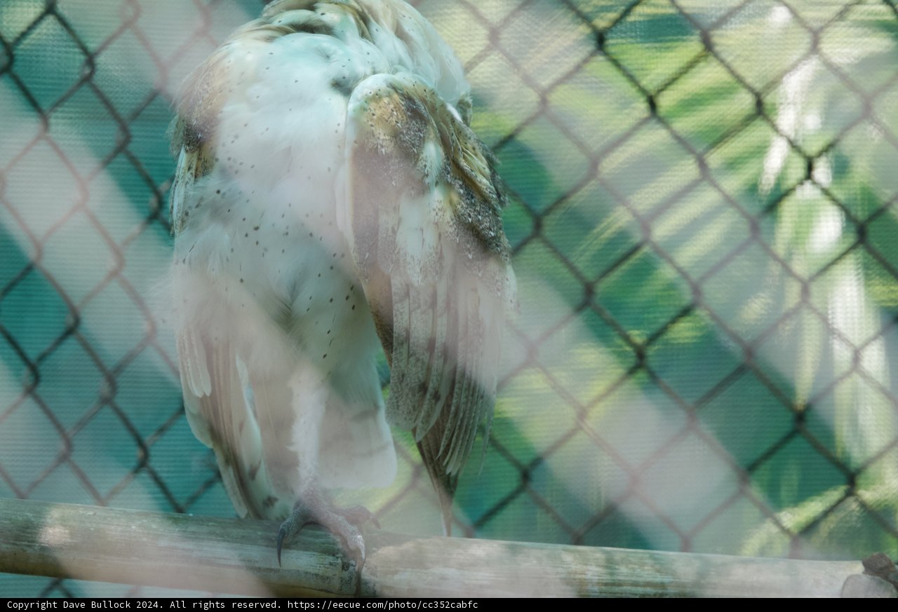 Majestic Stillness: A Vulture at Rest