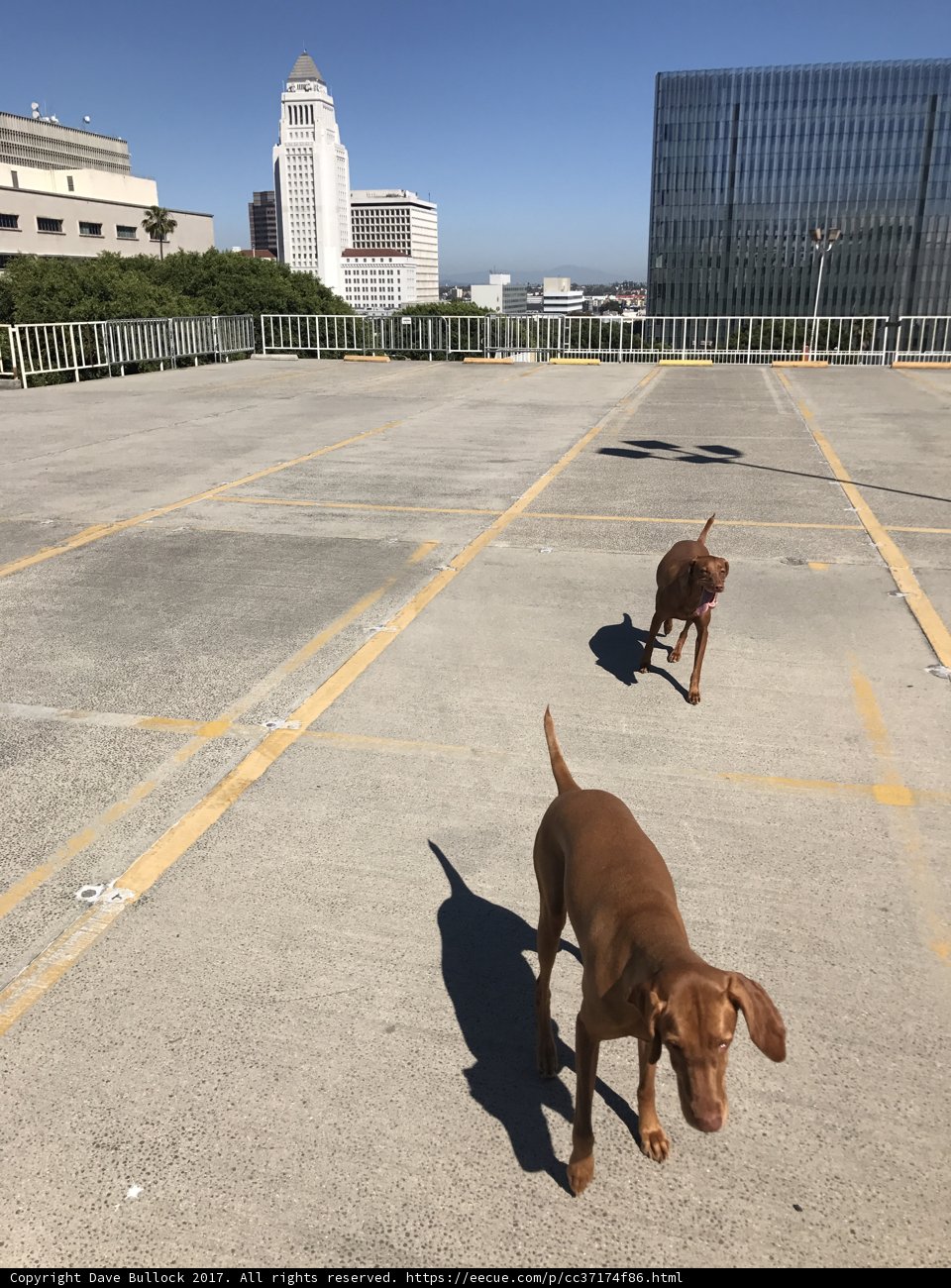 City Dogs