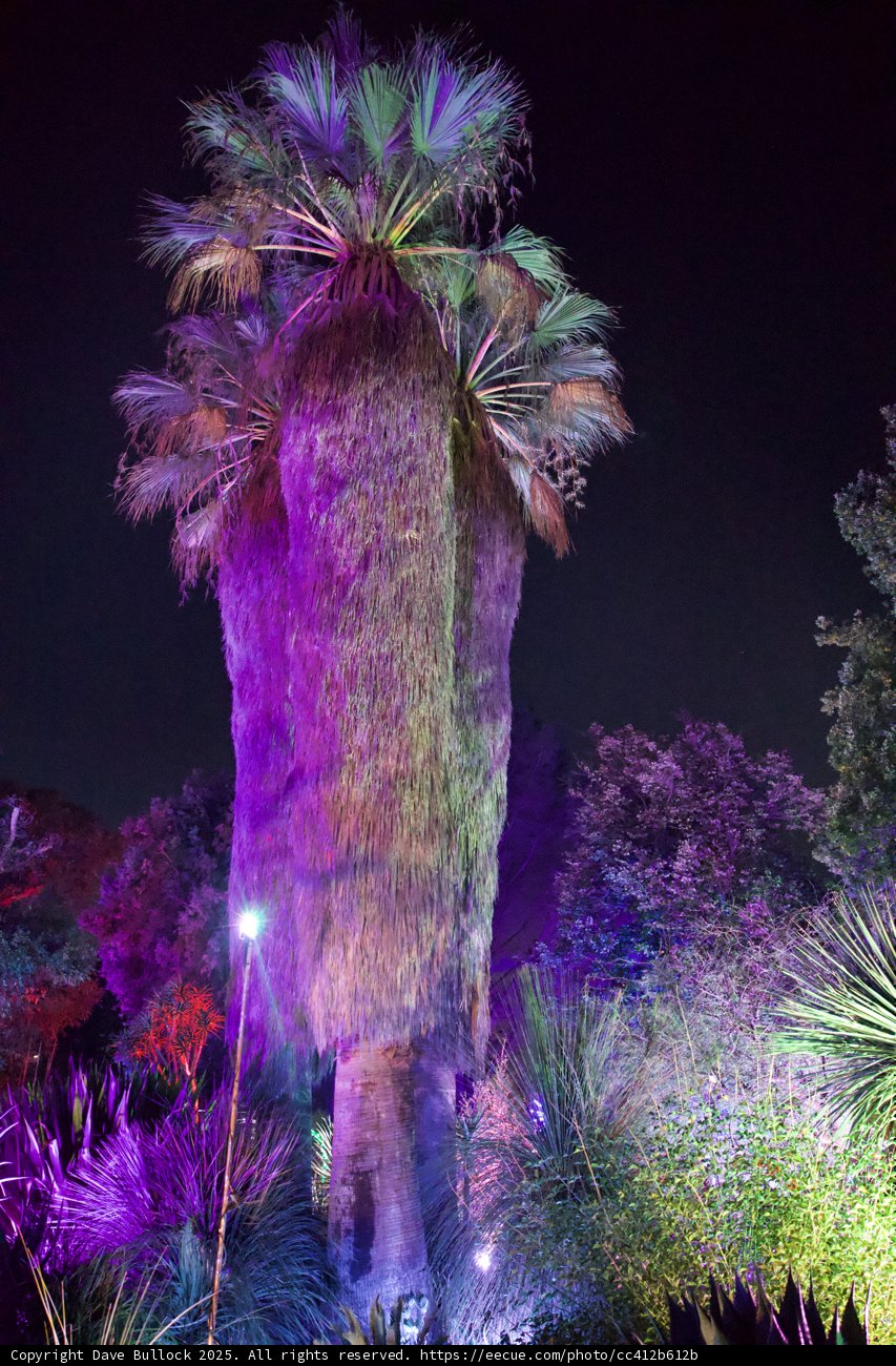 Enchanted Palm Under the Stars