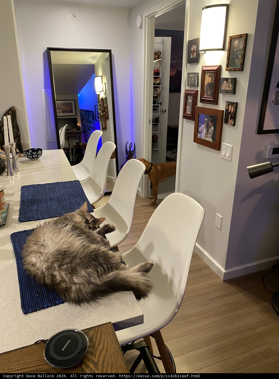 Purrfectly Content