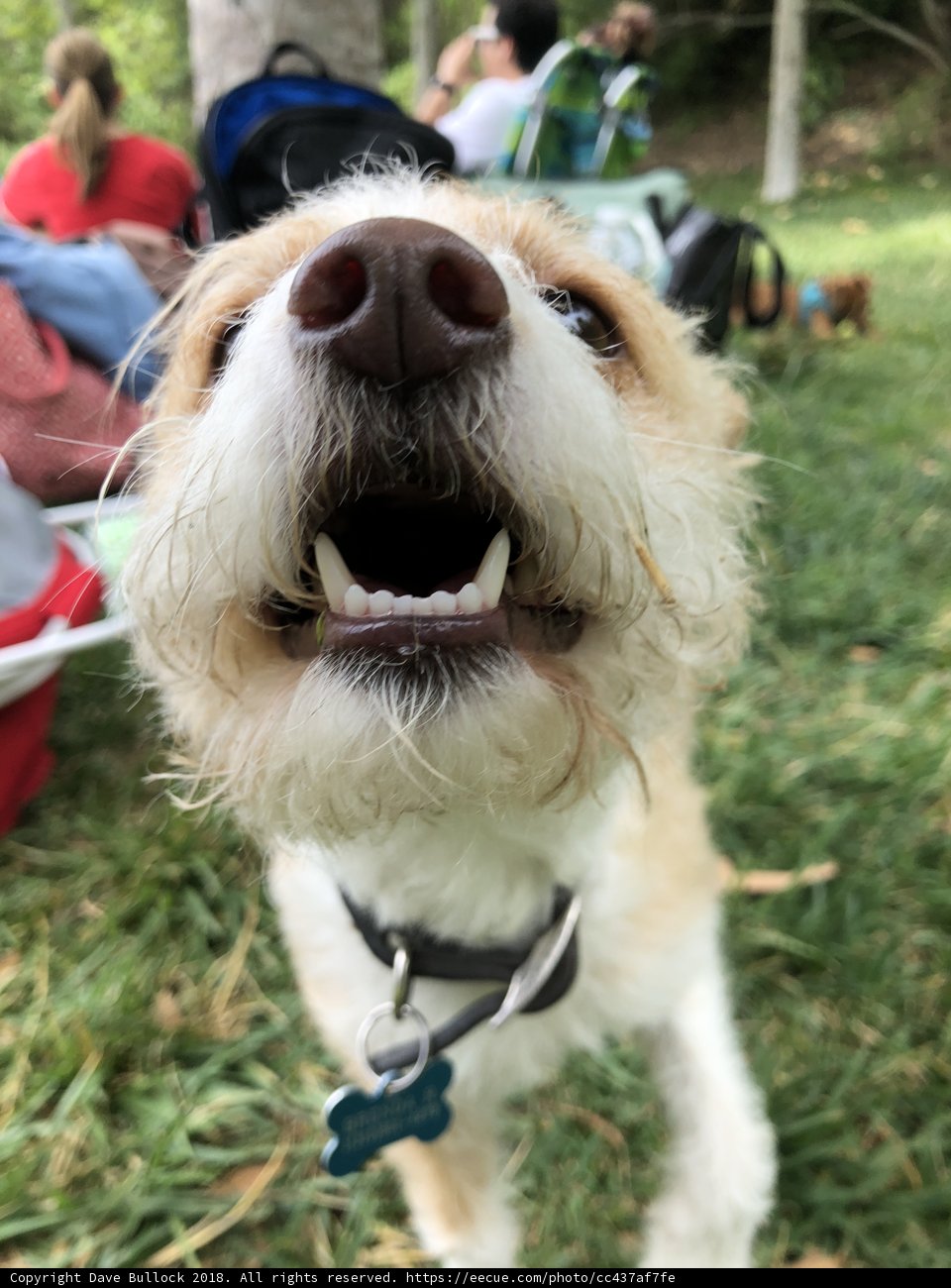 Happy Pup with Accessories