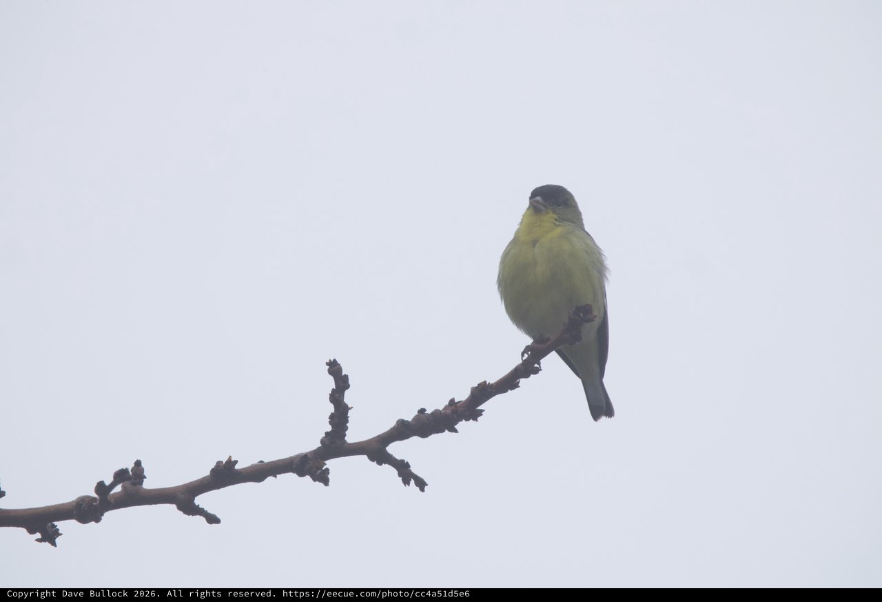 Yellow-Green Finch Perched on Winter Branch