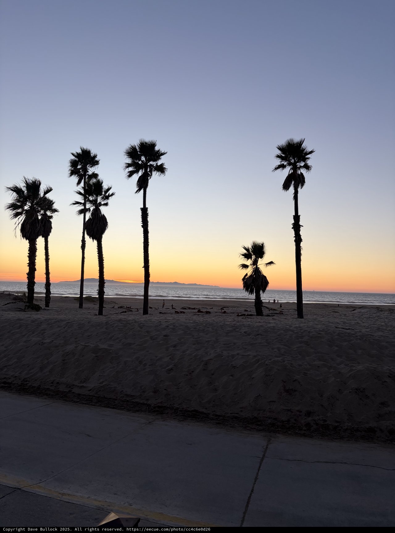 Palm Trees at Dusk on California Beach