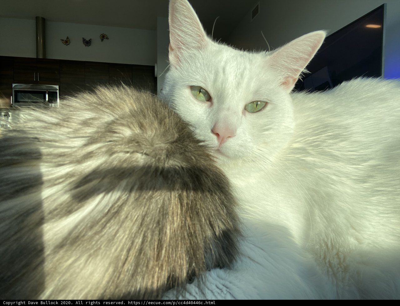 A Cozy Moment with Two White Cats