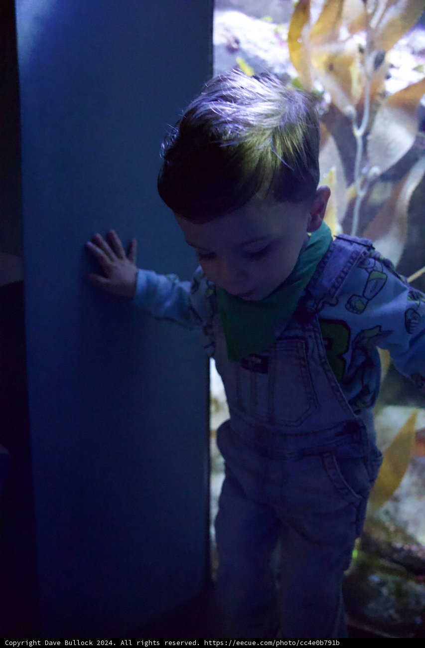 Underwater Wonders: A Boy's Journey through the Deep Blue.