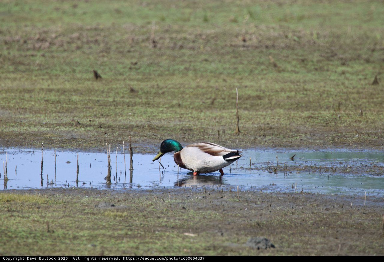 Northern Shoveler Drake Foraging in Shallow Wetland Pool