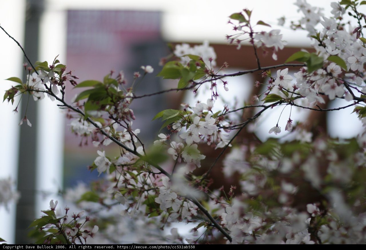 Delicate Cherry Blossoms