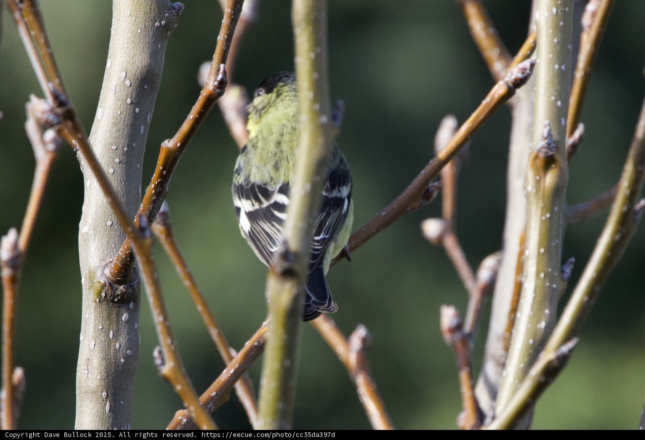 Perched Elegance