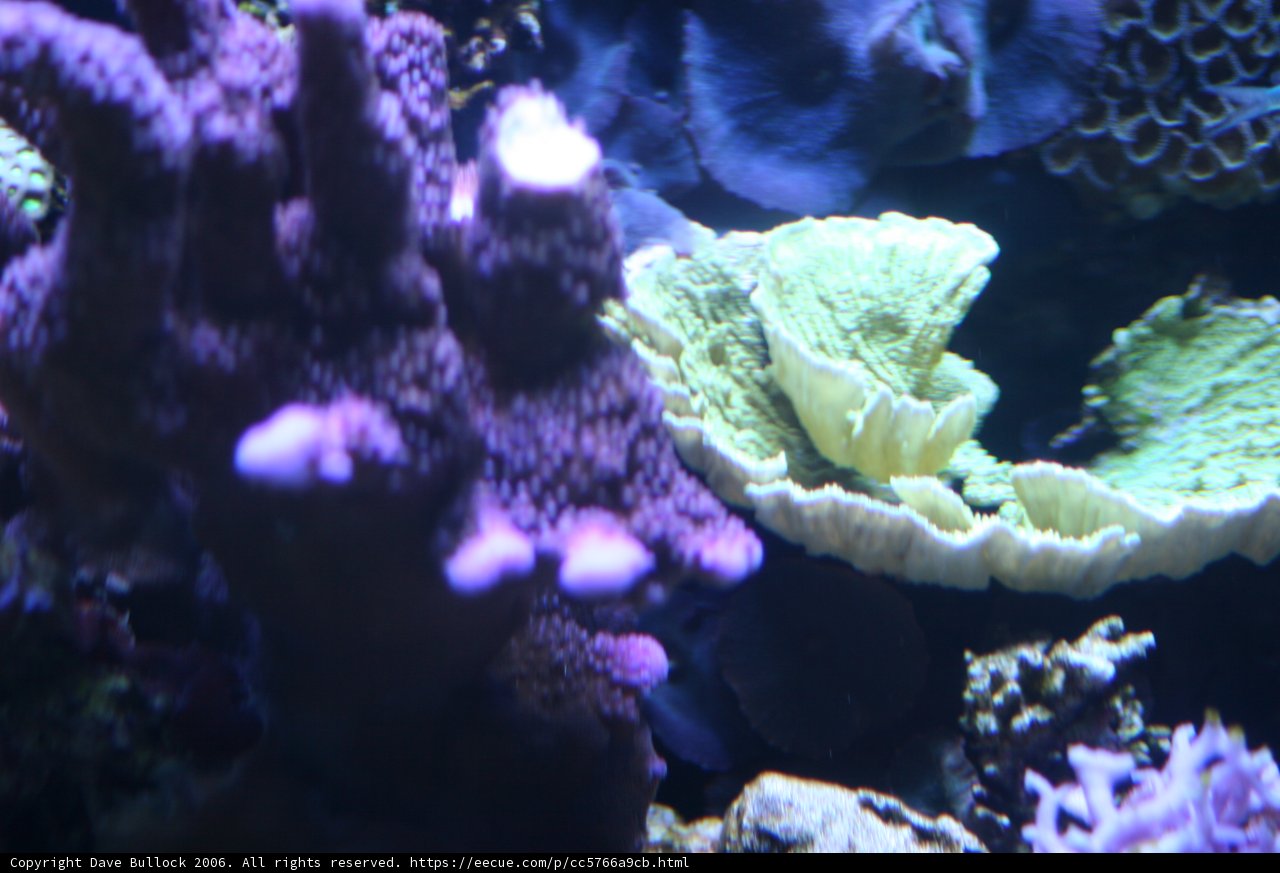 A Colorful Wonderland of Coral Reef