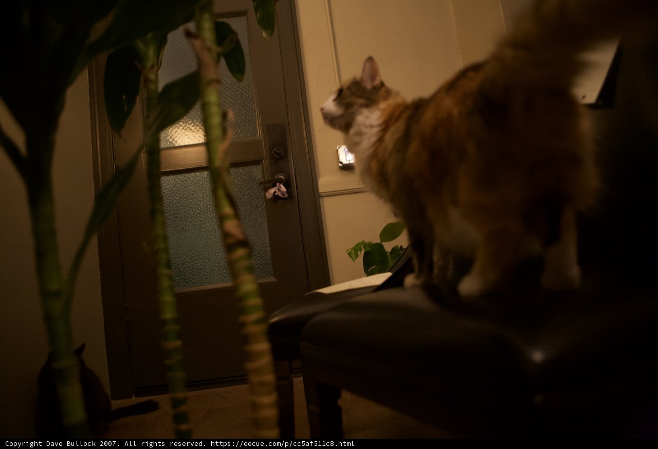 Cat on a Wooden Chair