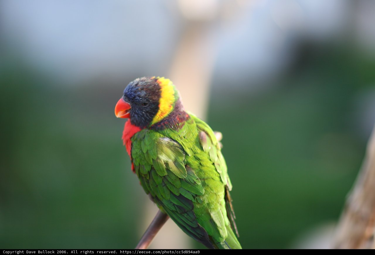 Vibrant Parakeet On Branch