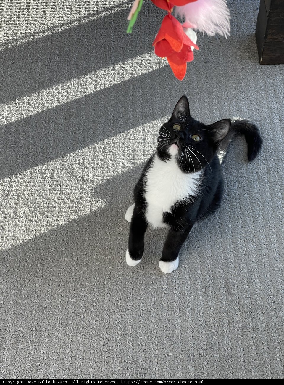 Elegant Feline on the Floor