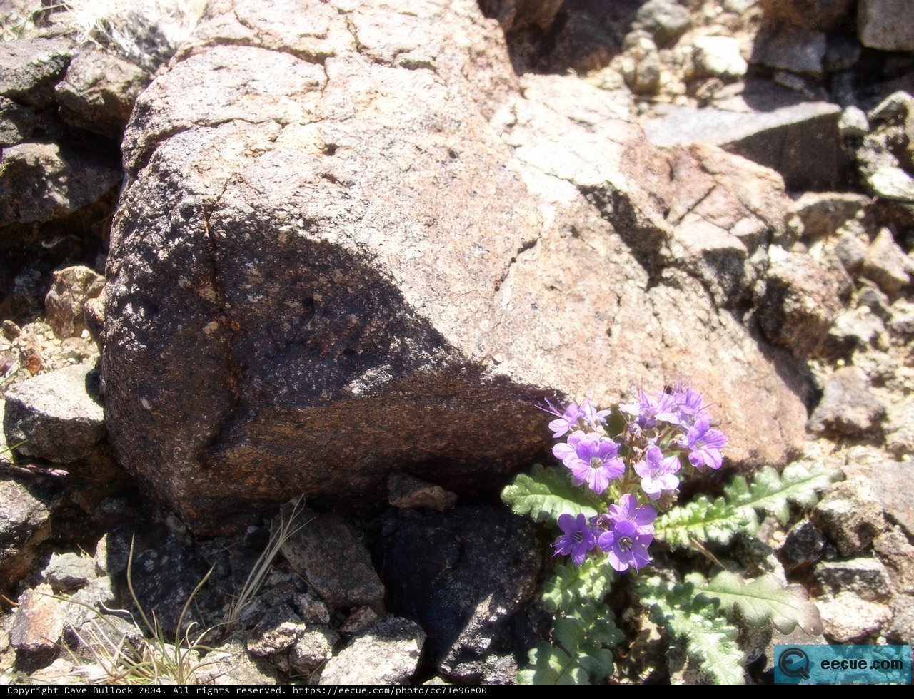 A Purple Oasis in the Desert