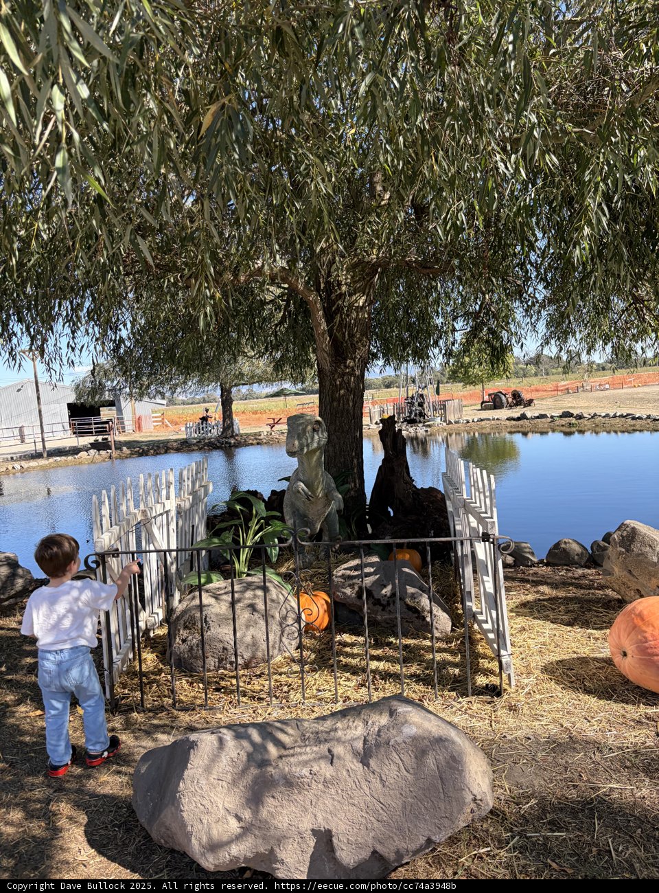 A Curious Encounter at the Pond