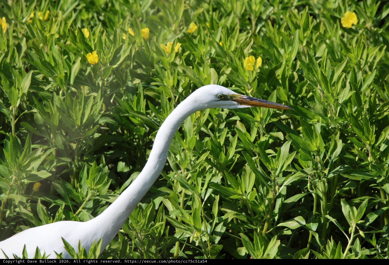 Great Egret Among Yellow Wildflowers in Wetland