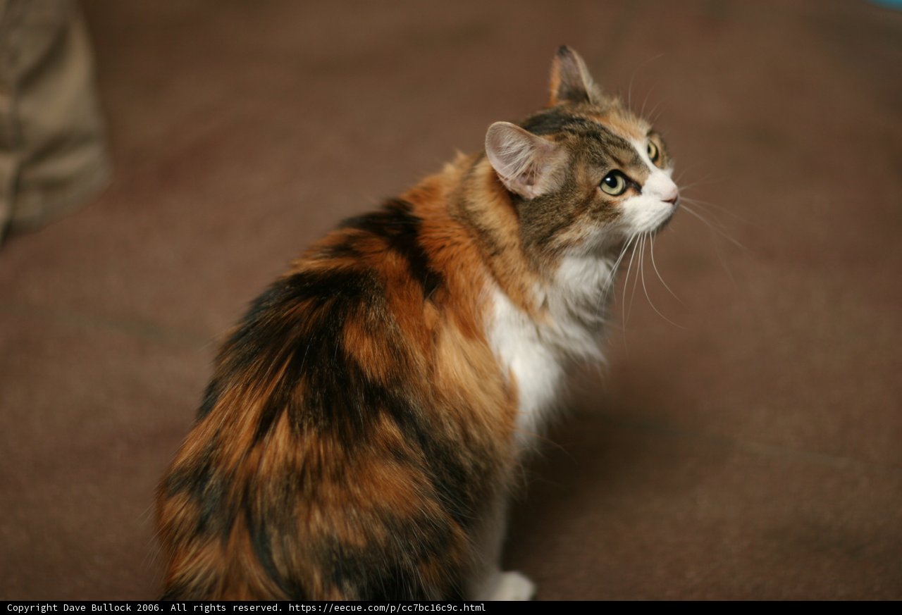 Curious Calico