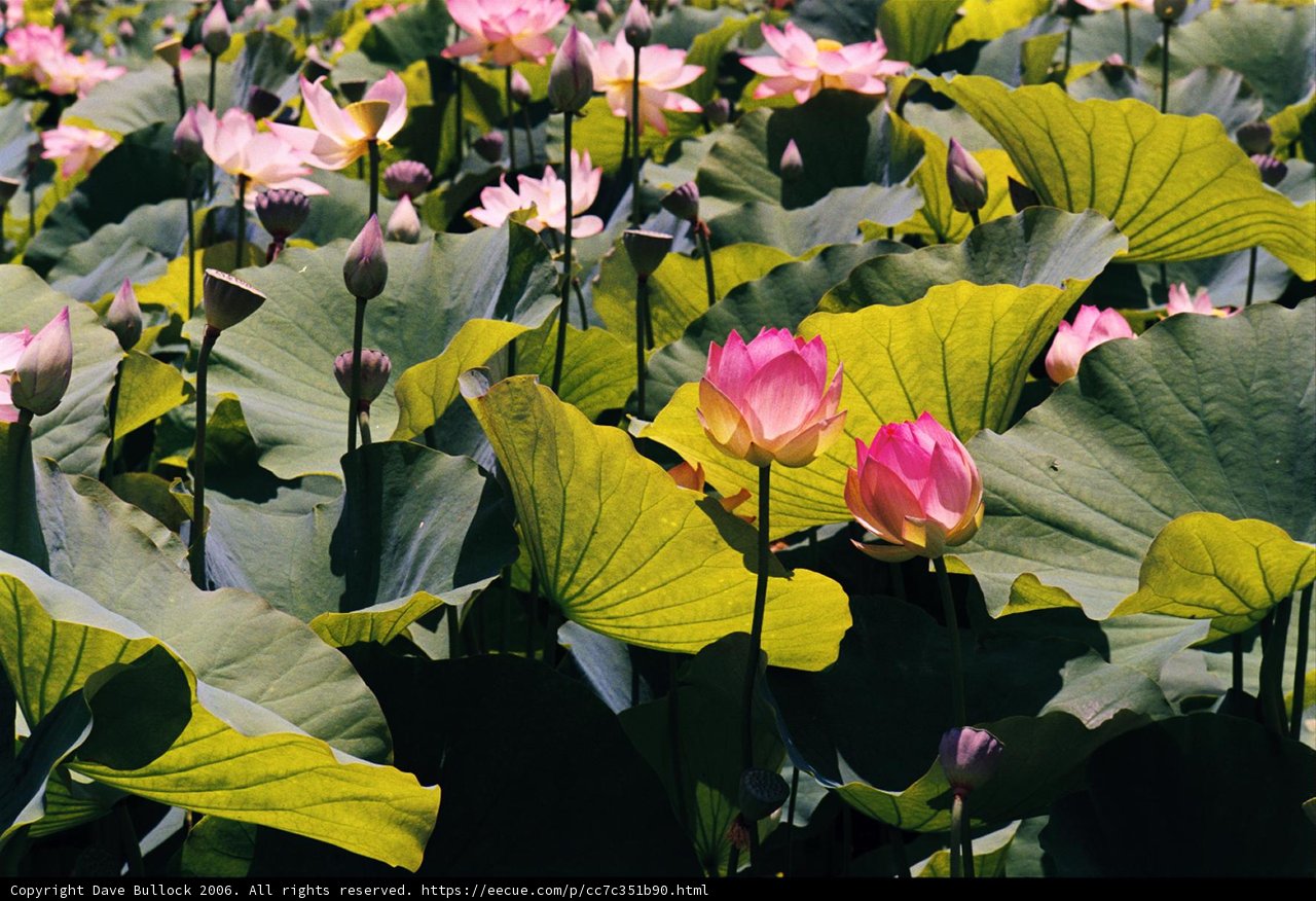 Blooming Lotus Paradise