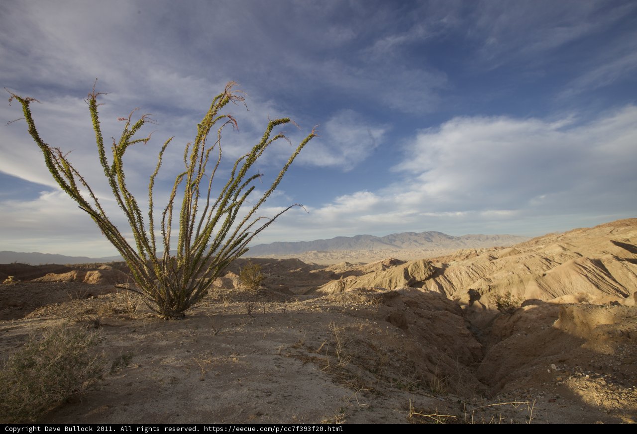 Solitude in the Desert