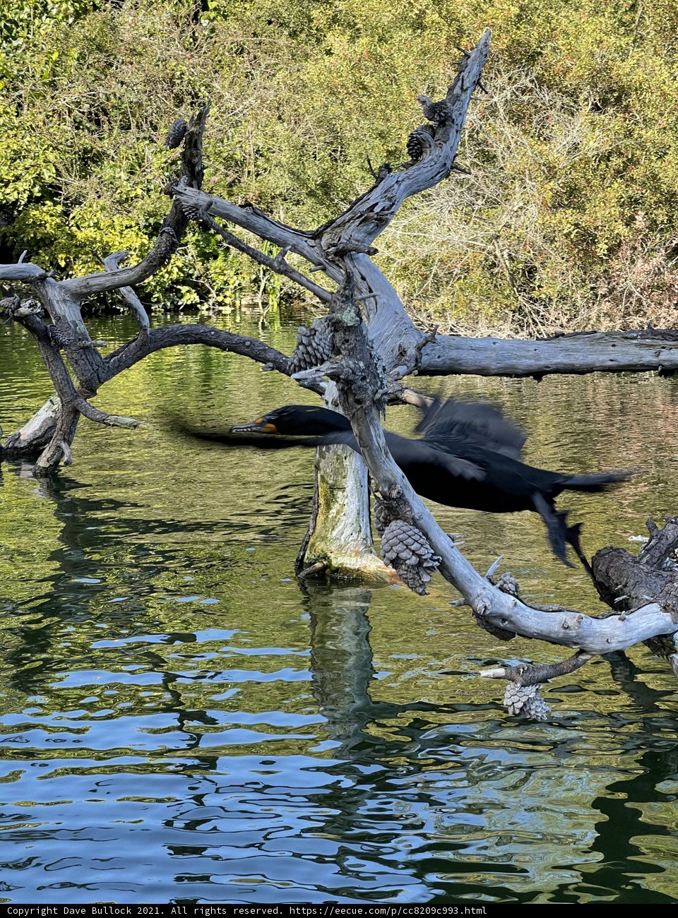 Flight over Stow Lake