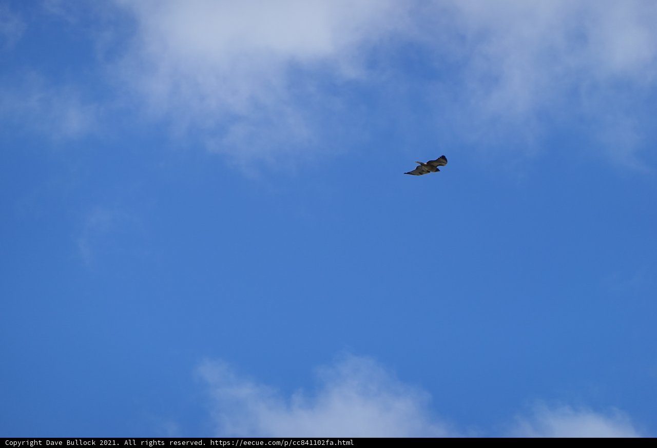 Majestic Hawk Soaring Through the Spring Sky
