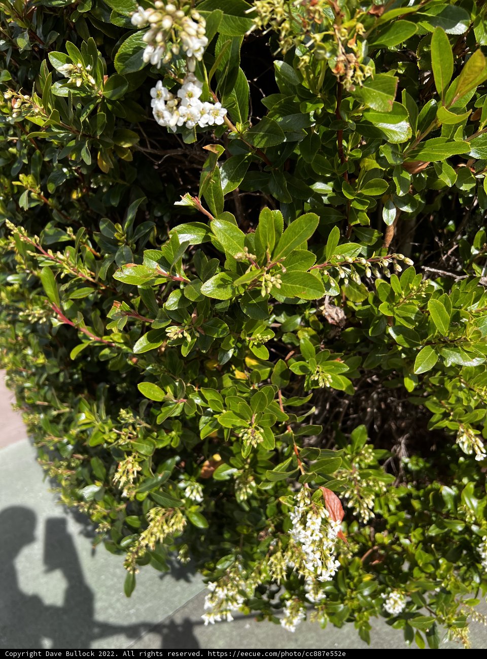 White Blossoms in the Foliage