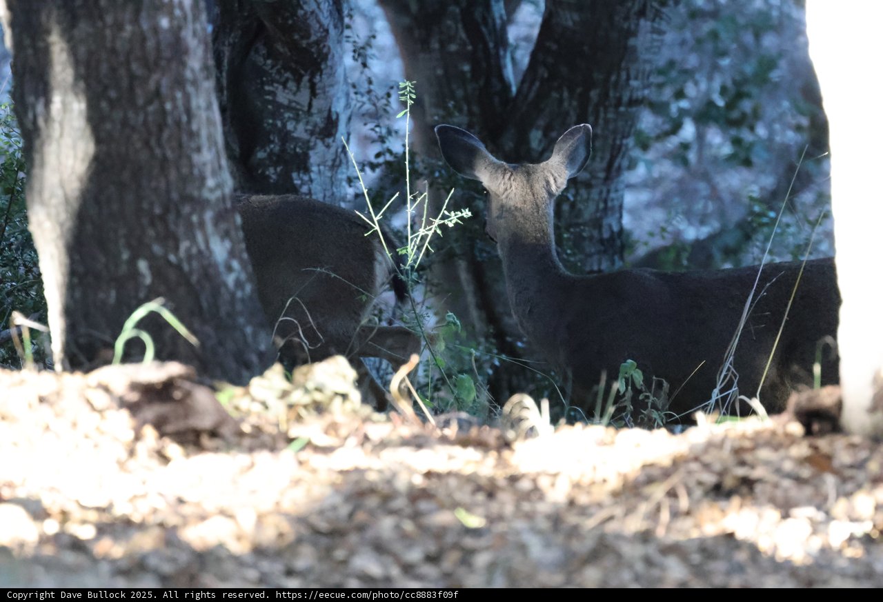 Woodland Encounter