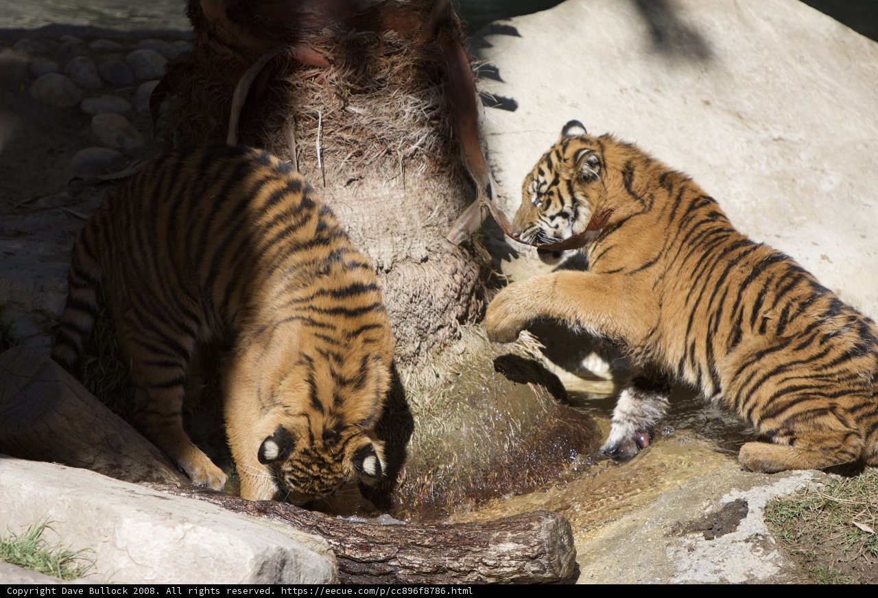 The Playful Tigers
