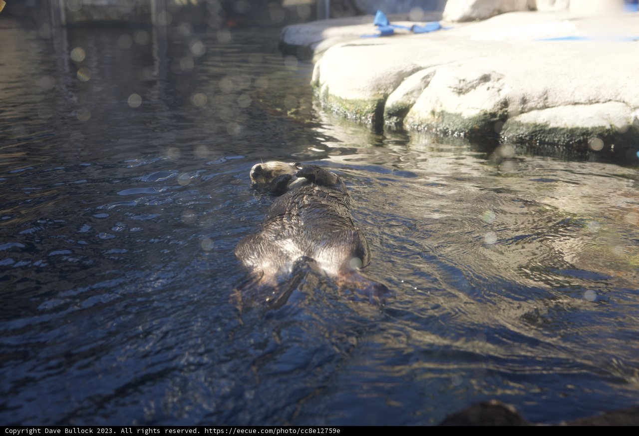 The Otter Side of Monterey Bay