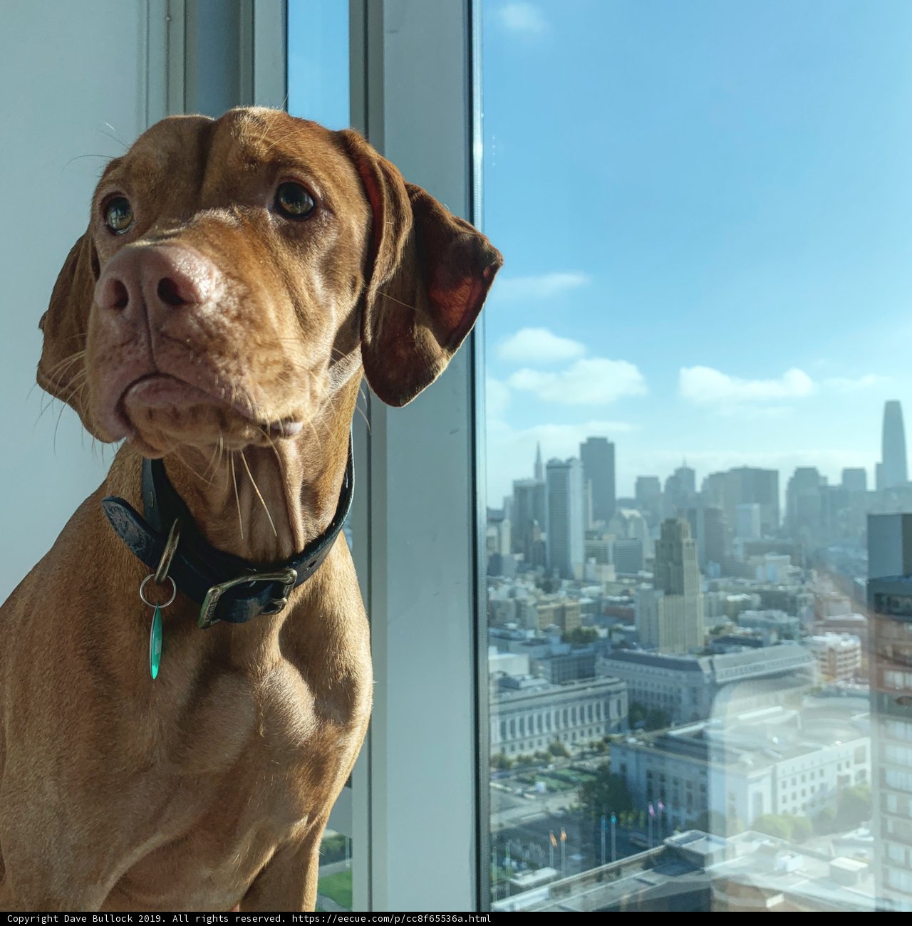 Paws and the City