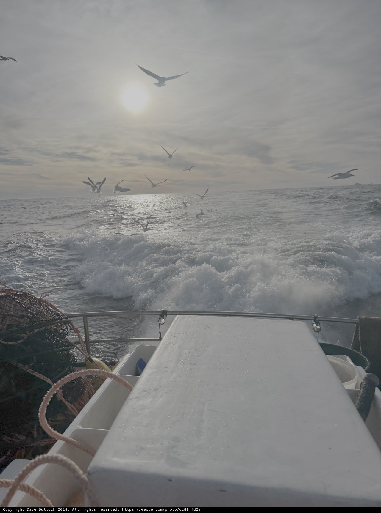 Seabirds Following Boat Through Rough Seas