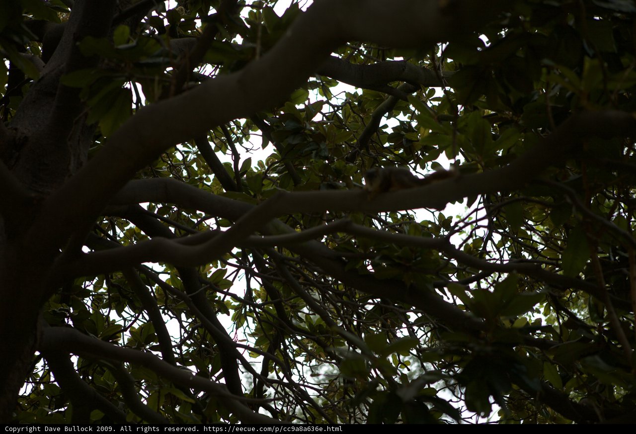 Perched on a Tree Branch