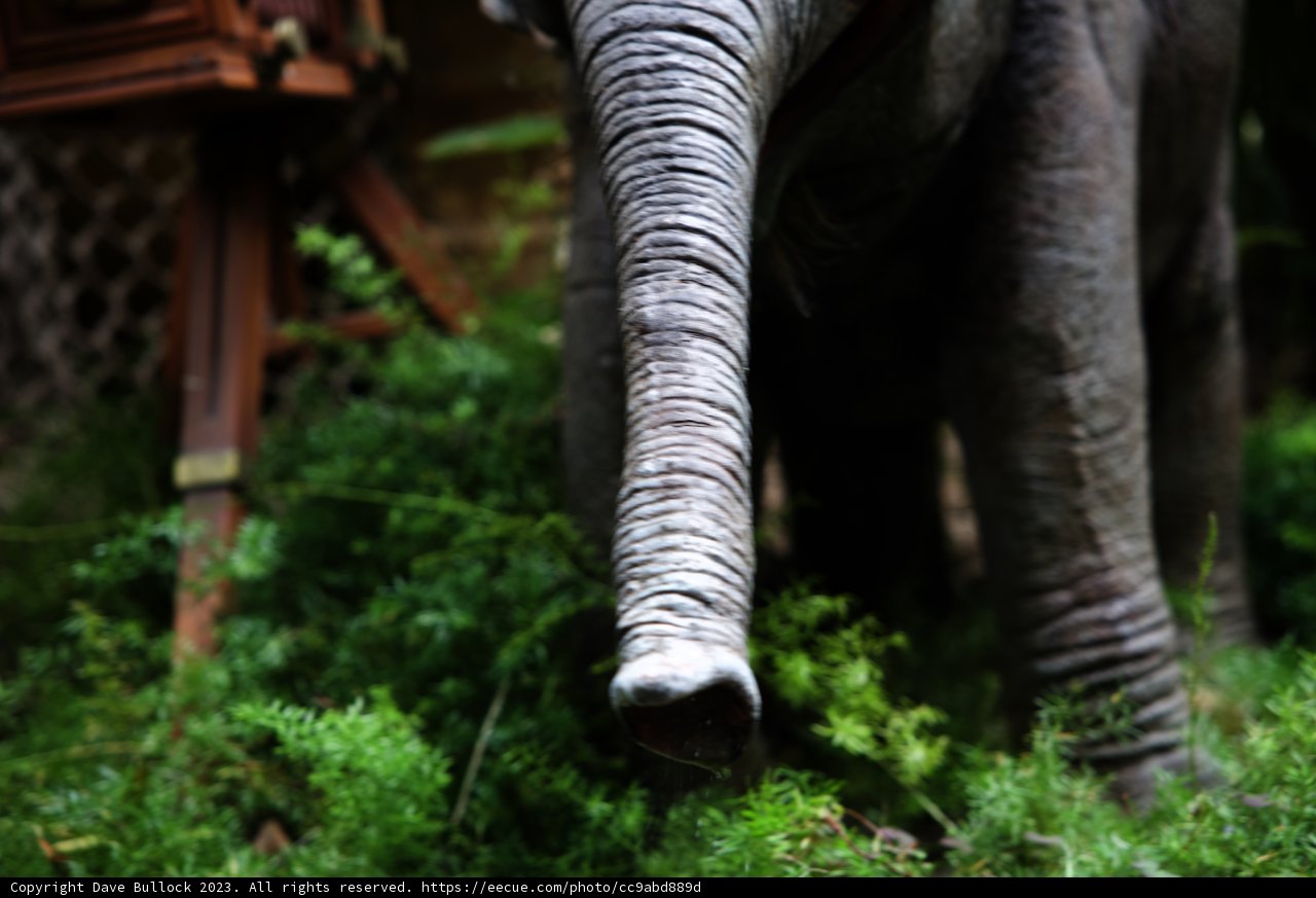 A Playful Elephant Encounter at Disneyland